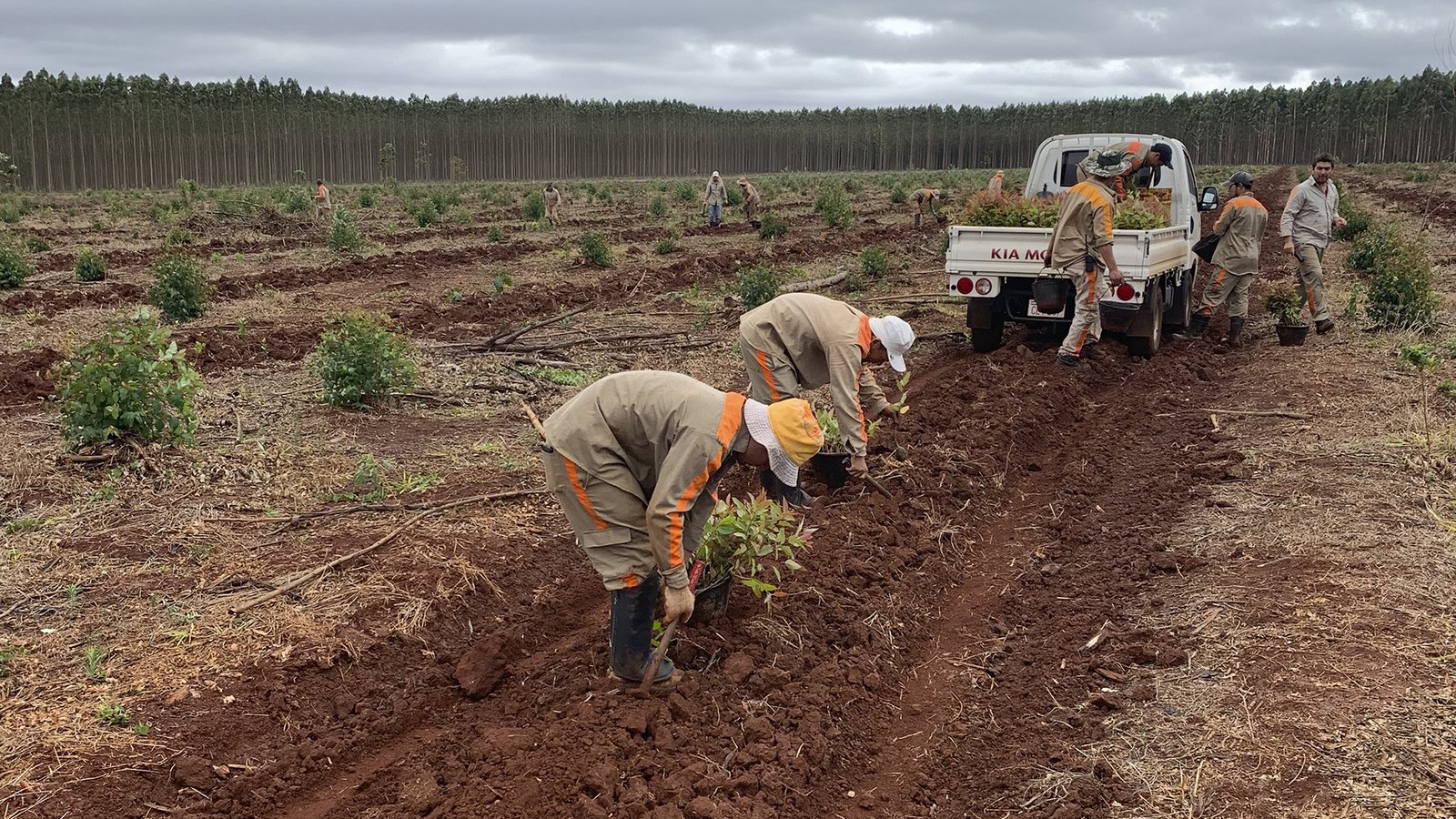Maquinaria forestal en operación