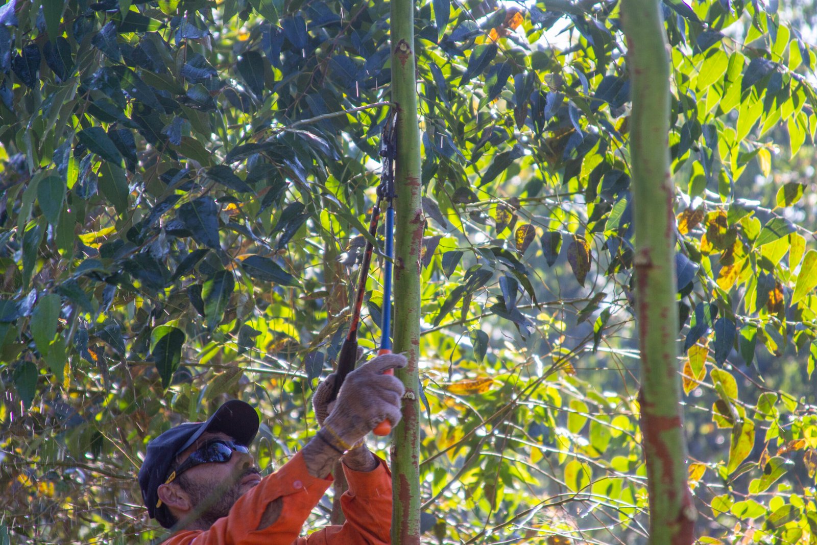 Operaciones forestales INAFO SRL