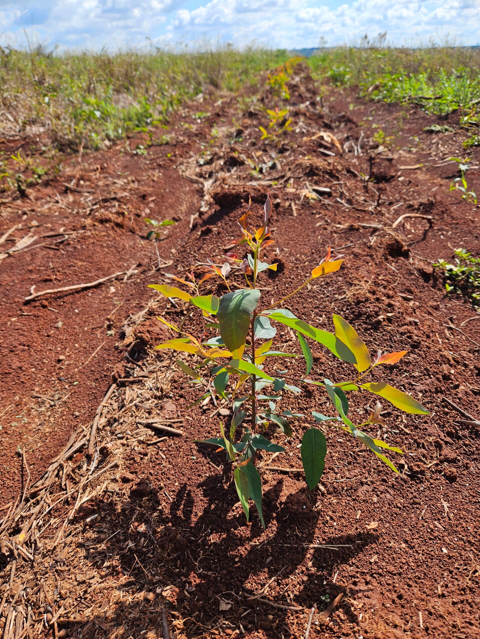 Brote de planta forestal