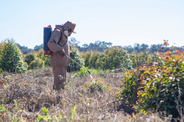 Aplicación fitosanitaria en plantaciones